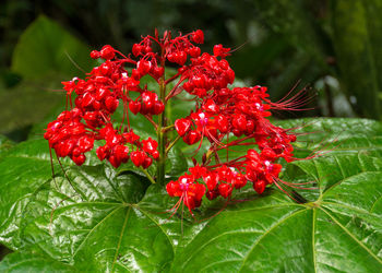 Close-up of red flowers