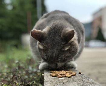 Close-up of a cat living free close to a river