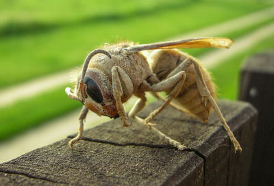 Close-up dead hornet
