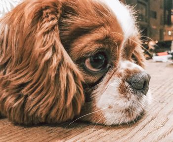 Close-up of a dog looking away