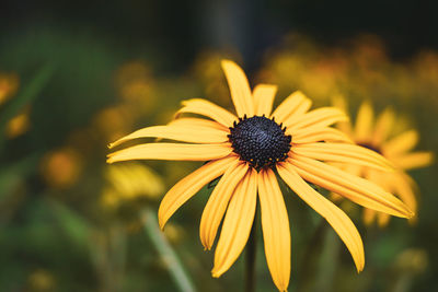 Close-up of yellow daisy flower