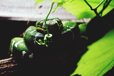 Close-up of plant