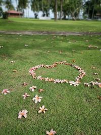 Close-up of flowering plants on field