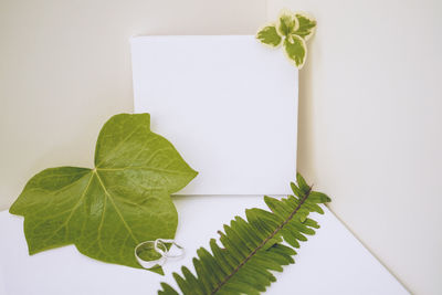 Close-up of leaves