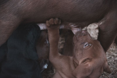 Close-up of horse