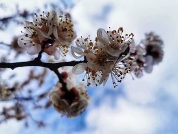 Close-up of cherry blossoms in spring