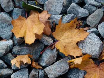 Close-up of dry maple leaves on rock
