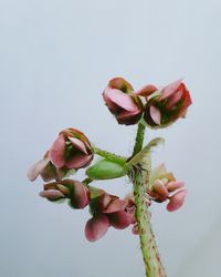 Close-up of flowers against white background