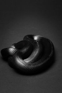 Close-up of snake against black background