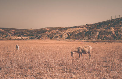 Scenic view of field against clear sky
