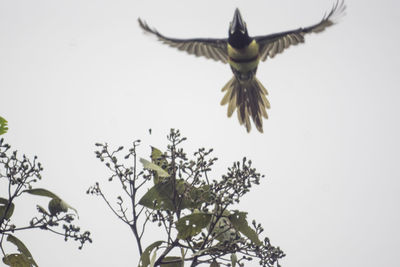 Low angle view of bird flying against clear sky