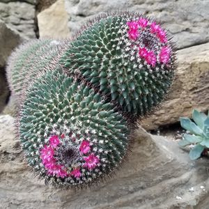 Close-up of succulent plant