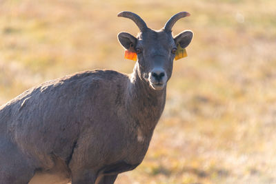 Canadian wildlife, bighorn sheep in alberta park