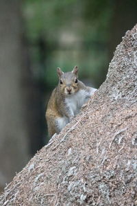 Close-up portrait of squirrel