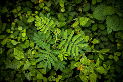 Top view of the shameplant or the mimosa pudica. the leaves will automatically shut when touched. 