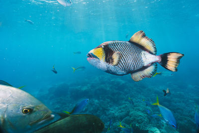 Trigger fish in the great barrier reef