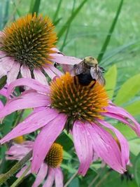 Close-up of honey bee on purple coneflower blooming outdoors