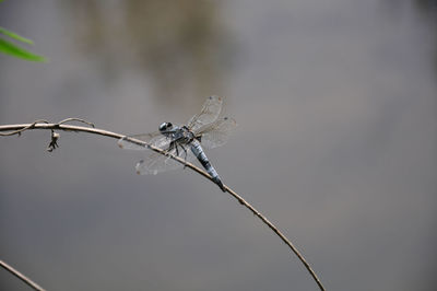 Close-up of dead plant