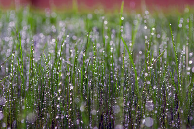 Close-up of wet plants on field during rainy season