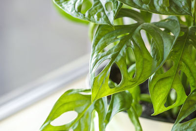 Close-up of fresh green plant
