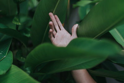 Close-up of hand touching leaves