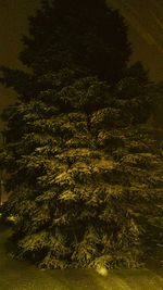 Scenic view of trees at night