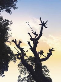 Low angle view of silhouette tree against sky