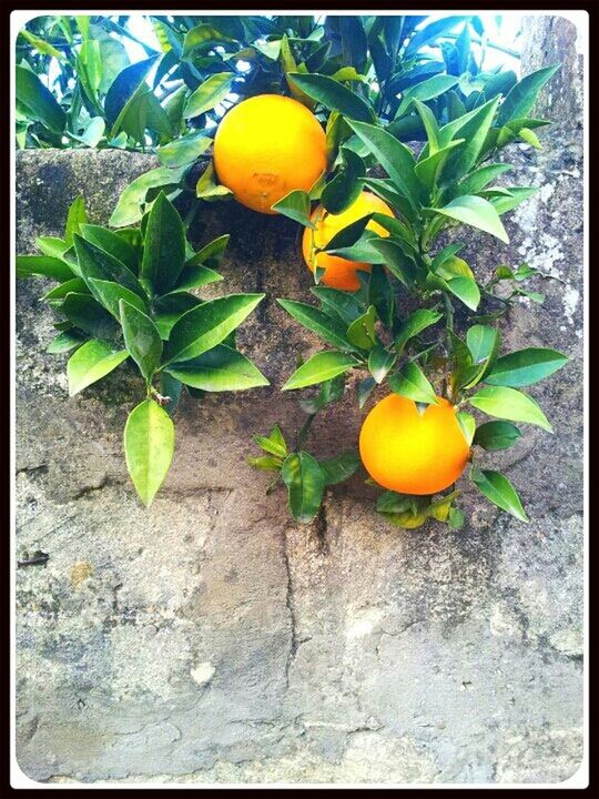 fruit, food and drink, leaf, transfer print, healthy eating, food, green color, freshness, growth, auto post production filter, vegetable, orange color, ripe, pumpkin, yellow, sunlight, plant, close-up, nature, orange - fruit