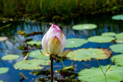 Close-up of water lily in lake