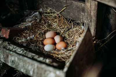 High angle view of eggs in nest