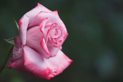 Close-up of pink rose