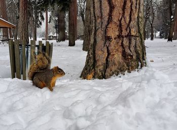 Squirrel by tree trunk during winter