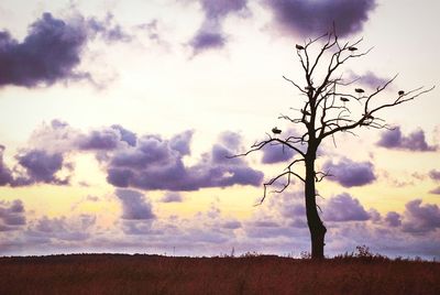 Low angle view of trees against cloudy sky