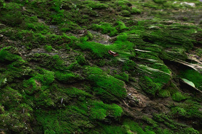 Moss covered rocks in forest