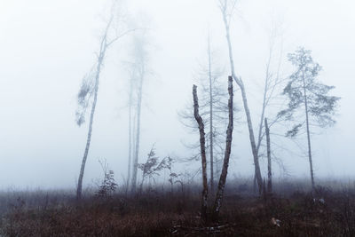 Bare trees on field during foggy weather