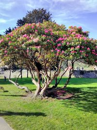 View of fresh flower tree in park