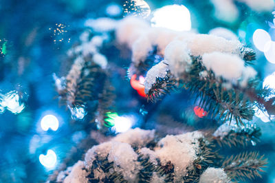 Close-up of christmas tree at night