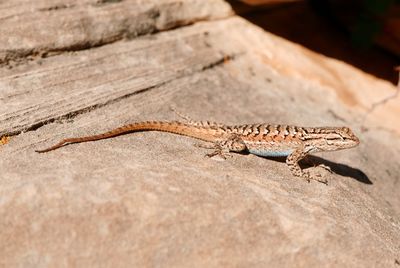 Close-up of lizard