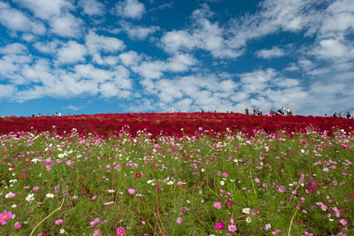 Red flowering plants on field against sky