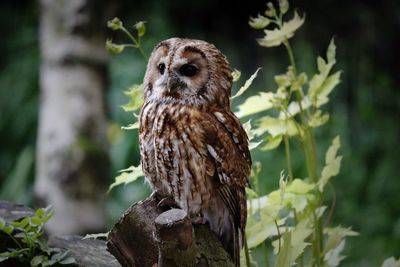 Close-up of owl perching on plant