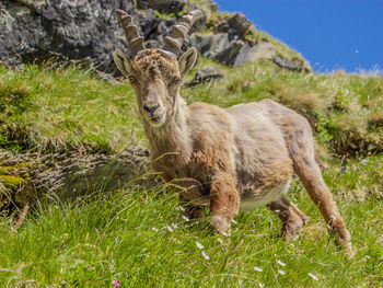 Portrait of capricorn standing on grass