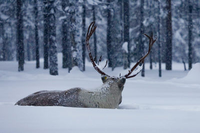 Deer in forest