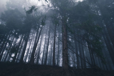 Low angle view of sunlight streaming through trees in forest