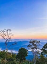 Scenic view of trees against sky during sunset