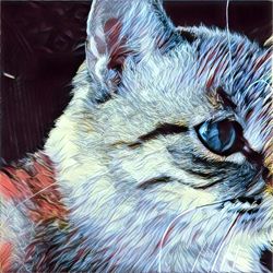 Close-up of cat