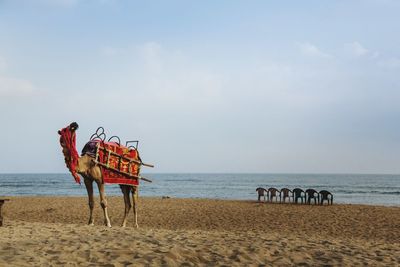 View of horse on beach against sky