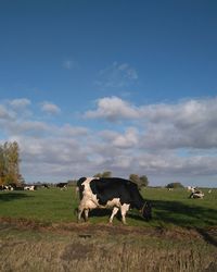 Cows grazing on field against sky