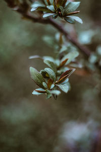 High angle view of flowering plant
