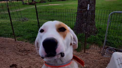 Portrait of dog on field