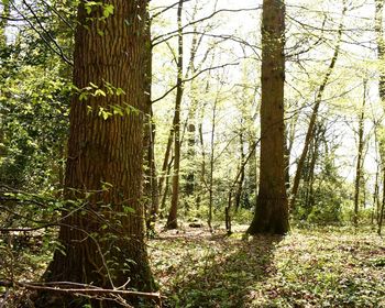 Trees in forest